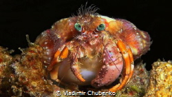 Hermit Crab by Vladimir Chubenko 